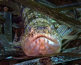 Les dents de la mer !