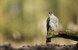 Focalisation percante