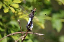 le couple de l'été