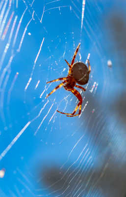 Jolie malgré tout...!