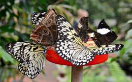 Bouquet de Papillons