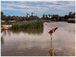 Flament Rose