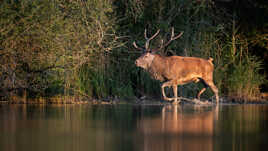 Le roi sous les projecteurs