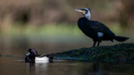 Le N&B c'est tendance