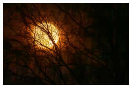 Une pleine lune mystérieuse à la cime des arbres !
