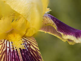 Iris