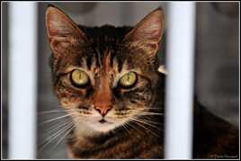 Chat au regard halluciné