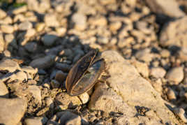catastrophe écologique