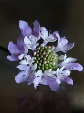 couronne de fleures