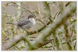 Concerto de la Fauvette Mélanocéphale