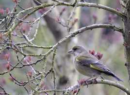 le printemps s'annonce