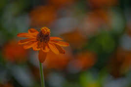 une fleur qui veut dominer