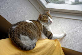 Elle n'est pas belle la vie de "Sweety"