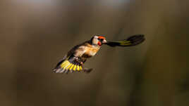 En phase d'atterrissage