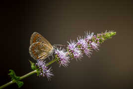 petit nacré à la menthe