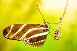 La liane et le papillon