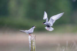 Tus dégages ! c'est mon piqué !!