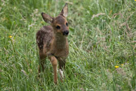 Rencontre avec Bambi