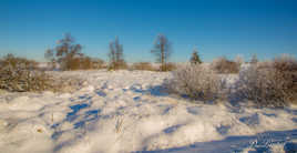 La Fagne sous la neige. 9