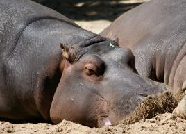 l' heure de la sieste 2
