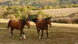 Chevaux en liberté