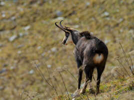 Il cherche une compagne