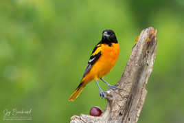 Oriole de Baltimore