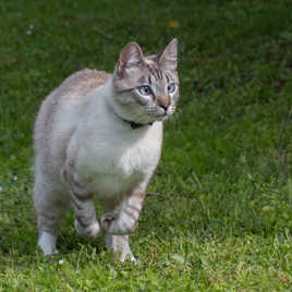 En équilibre sur deux pattes