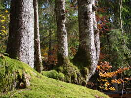 Confort du sous-bois
