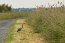 Héron pourpré