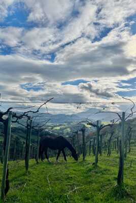 Cheval dans les vignes