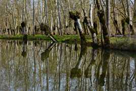 Reflets Poitevins