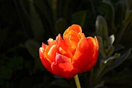 Tulipe de feu