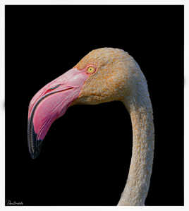Portrait de Flamant rose