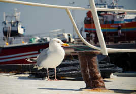 Goéland ...prend le temps.