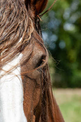 Regard