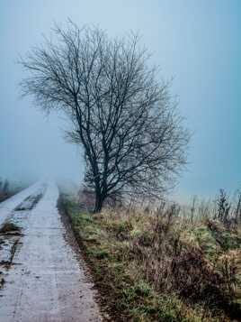 Seul dans la brume