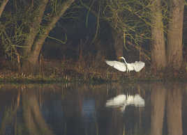 Grande aigrette un matin