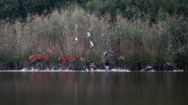 Poussez vous les canards !