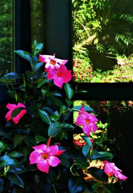 Souvenir du printemps