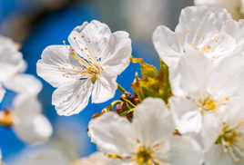 Promesse d'abondance