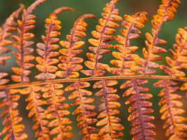 La fougère cuivrée