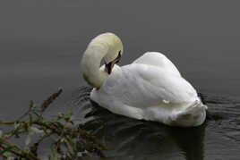 Cygne