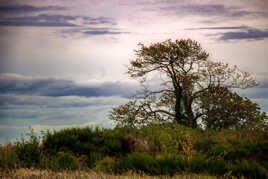 Arbre sous les nuages