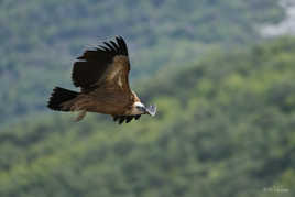 Vautour un jour....(2)