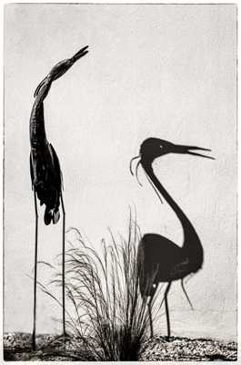 Le héron et son ombre