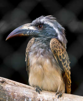 volalites au zoo de La londe