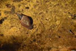 peut-être un lymnée des étangs