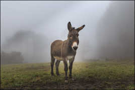 y a plus de sots parmi les hommes que chez les animaux