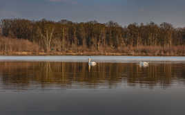 Deux cygnes passent